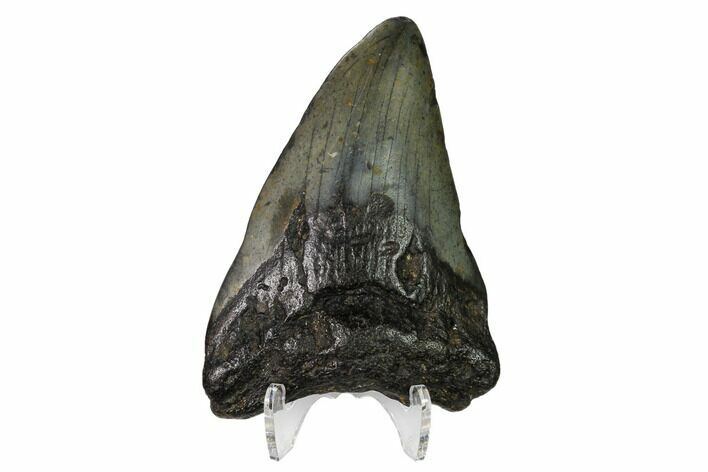 Bargain, Fossil Megalodon Tooth - North Carolina #152996